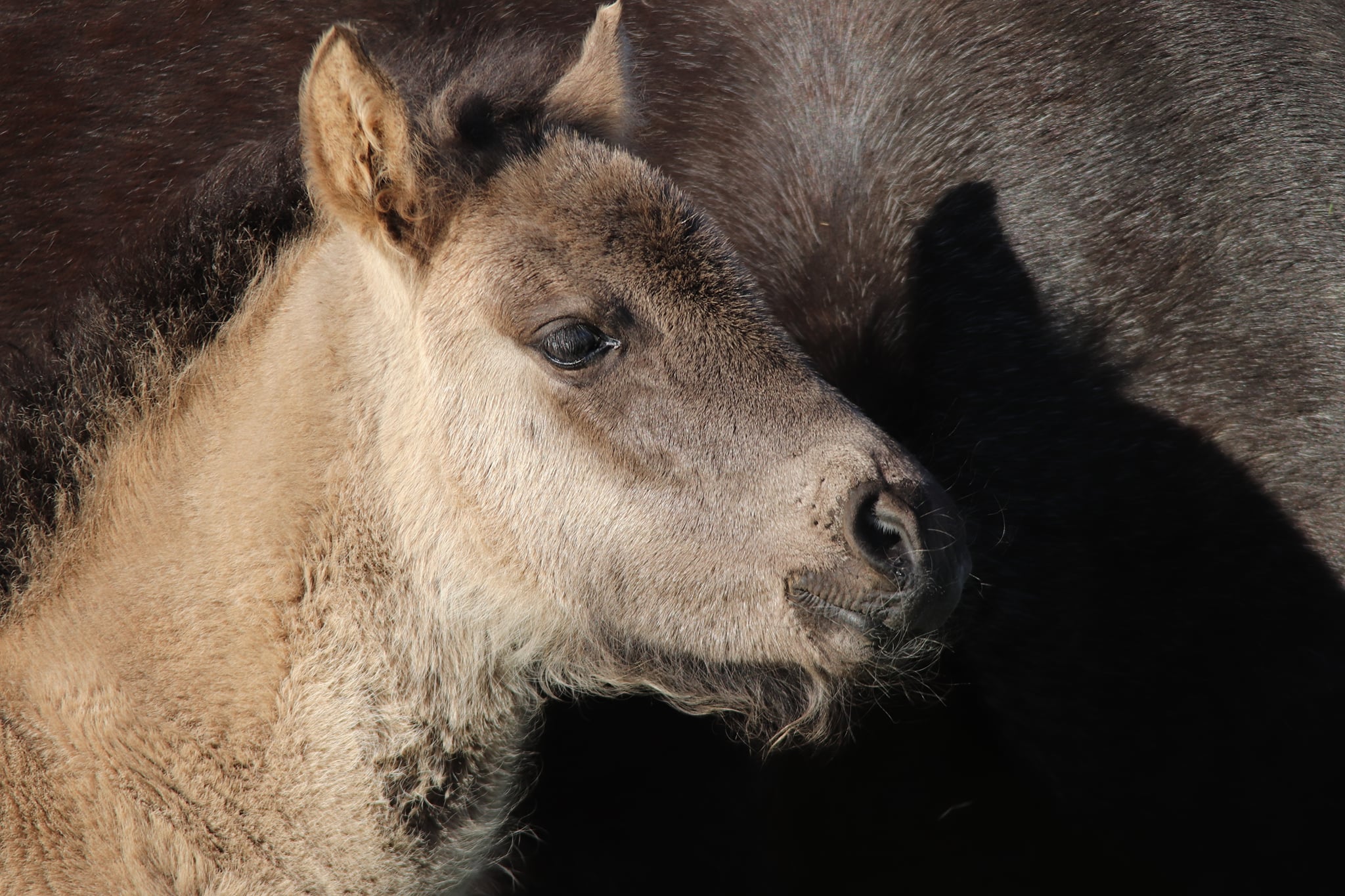 Highland Pony Foal For Sale